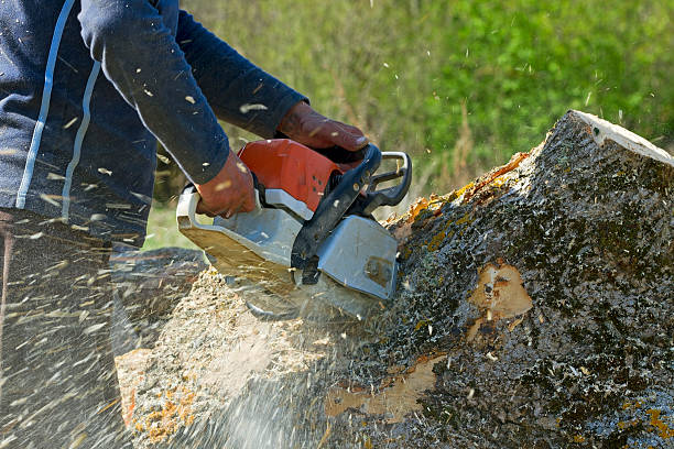 Best Tree Trimming Near Me  in Mooreland, OK